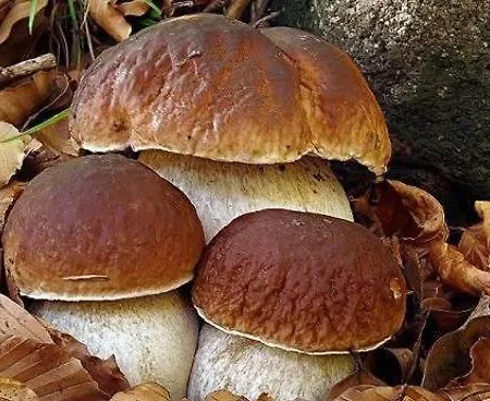 Apartment La Casa Sui Colli Bolognesi